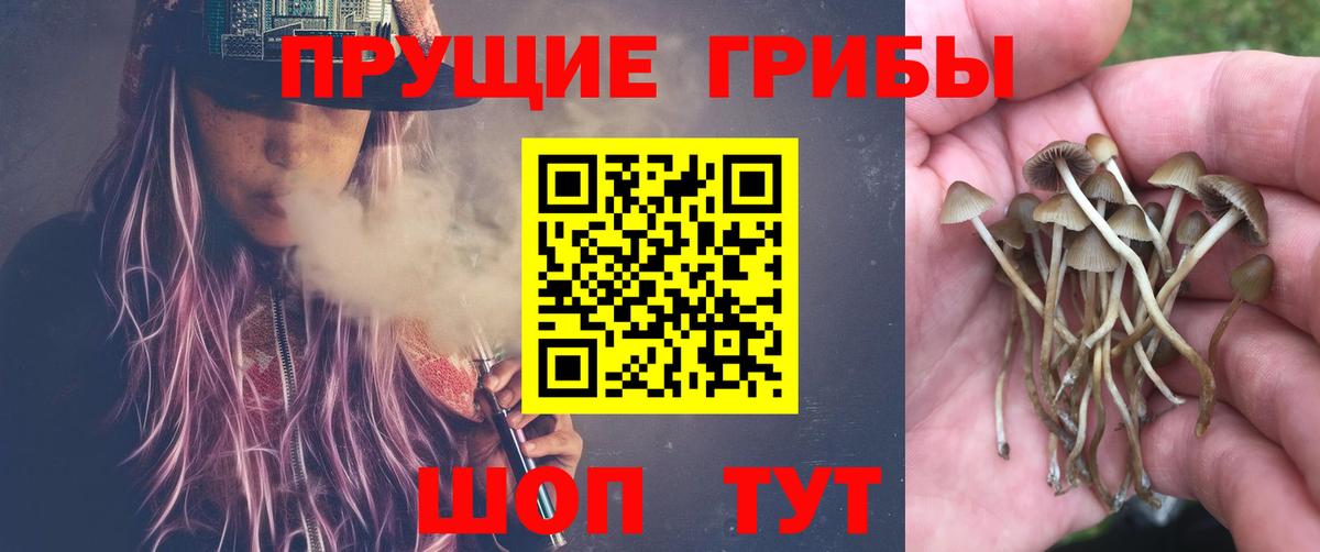 Псилоцибиновые грибы Cubensis  Вход с VPN  Сертолово  Галлюциногенные грибы MAGIC MUSHROOMS 